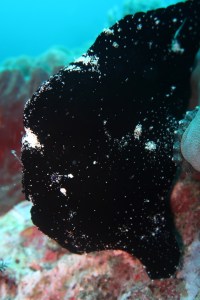 tauchen-oceans5-gili-air-anglerfisch-frogfish-padi-open-water