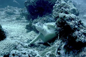 tauchen-mit-oceans5-gili-air-schildkroeten-padi-open-water